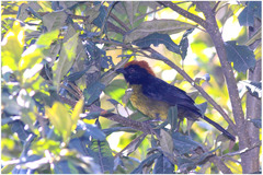 Atlapetes melanolaemus