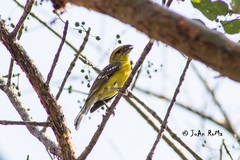 Pheucticus chrysopeplus