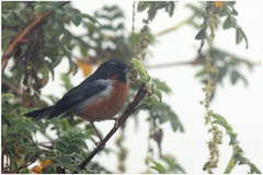 Diglossa brunneiventris