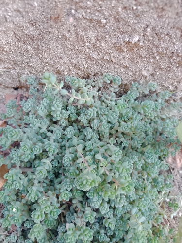 Sedum dasyphyllum iNat (3)