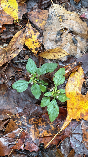 Hairy Skullcap (Scutellaria elliptica)