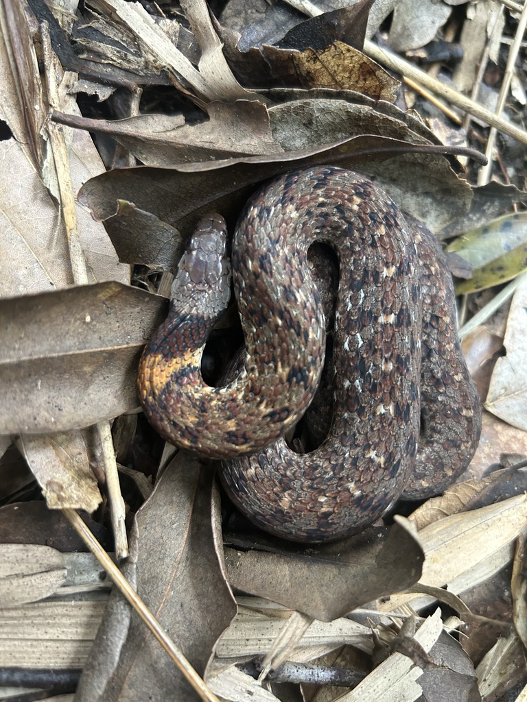 Angel's Keelback