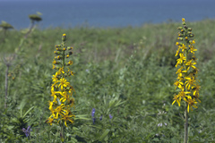Ligularia fischeri