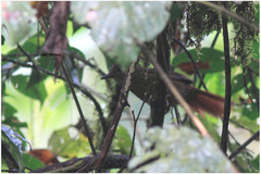 Syndactyla rufosuperciliata