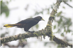 Psarocolius atrovirens