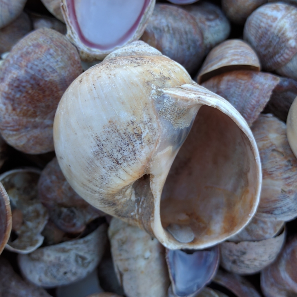 northern moonsnail