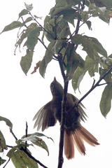Anabacerthia striaticollis
