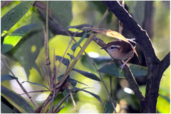 Troglodytes solstitialis