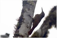 Xiphorhynchus triangularis