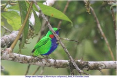 Chlorochrysa calliparaea