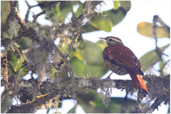 Margarornis squamiger