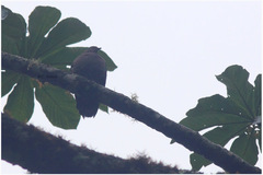 Patagioenas plumbea