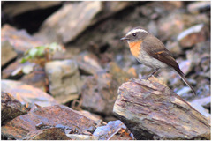 Ochthoeca rufipectoralis