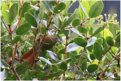 Anabacerthia striaticollis