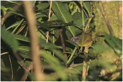 Myiothlypis coronata