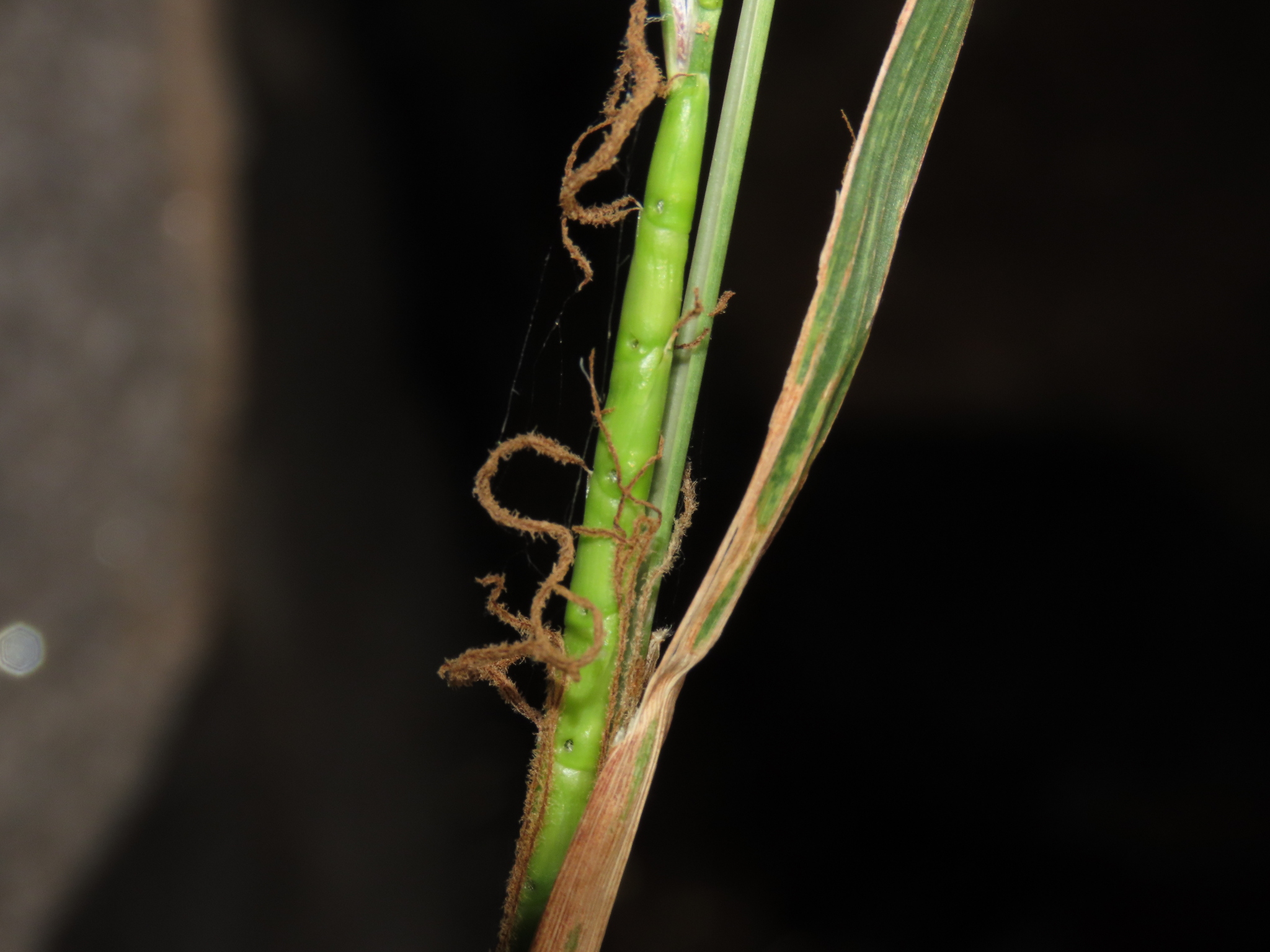 Mexican Gamagrass (Tripsacum lanceolatum)