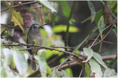 Leptopogon superciliaris