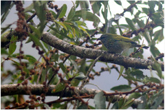 Ixothraupis punctata