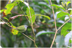 Ixothraupis punctata