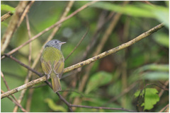 Mionectes striaticollis