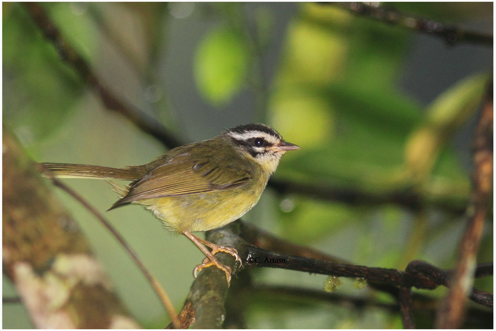 Three-striped Warbler photo