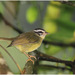 Three-striped Warbler - Photo (c) Christian Artuso, some rights reserved (CC BY-NC-ND)