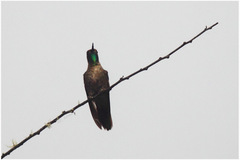 Chalcostigma ruficeps