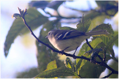 Mecocerculus stictopterus