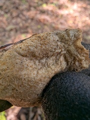 Cocoonihabitus sinensis