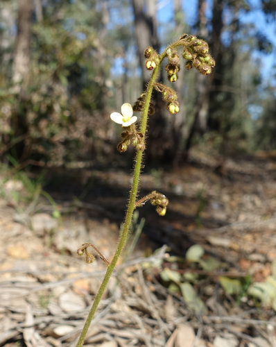 Golden Triggerplant (Stylidium ciliatum)