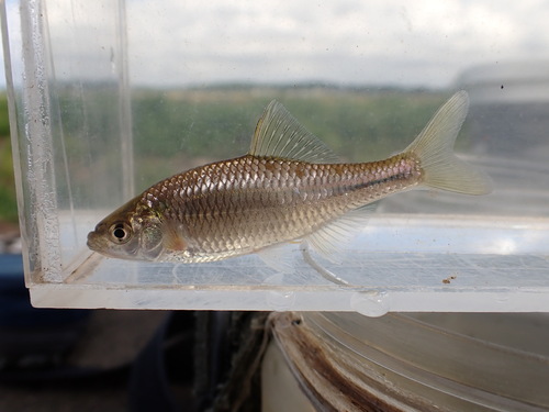 Tabira bitterling (Acheilognathus tabira) — Cyprinidae — 5