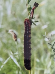 Malacosoma franconicum