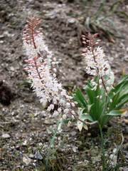 Eremurus