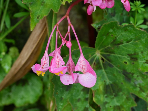 Begonia taliensis