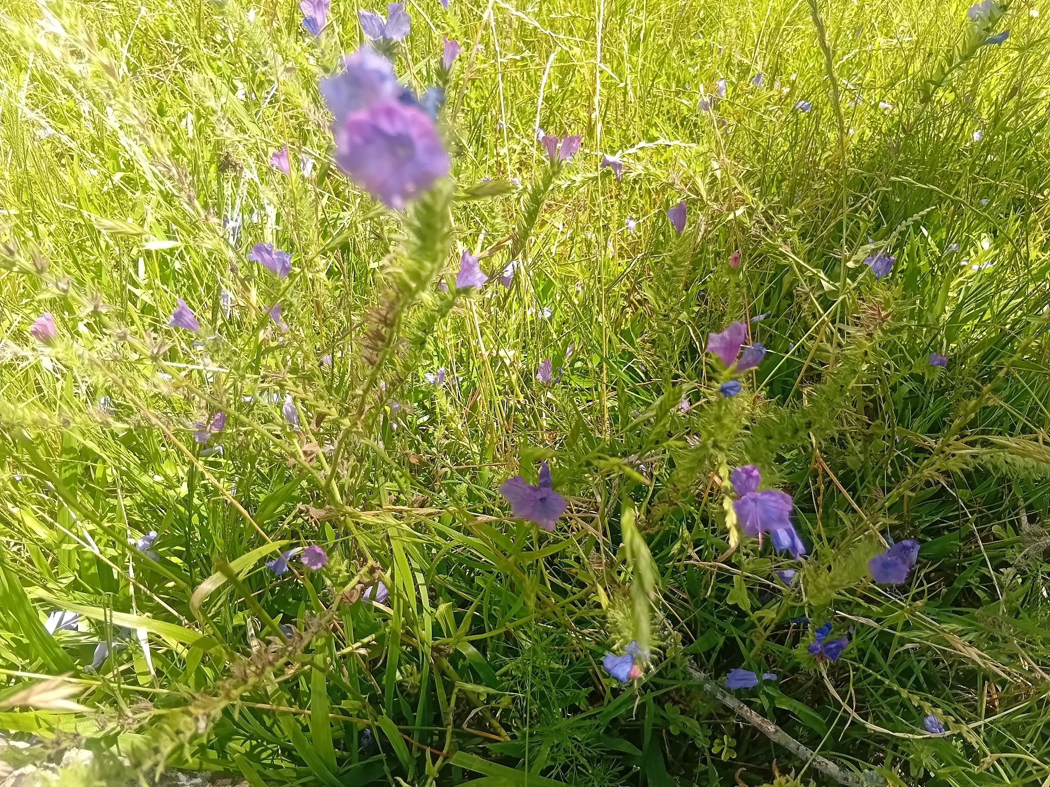 Echium plantagineum
