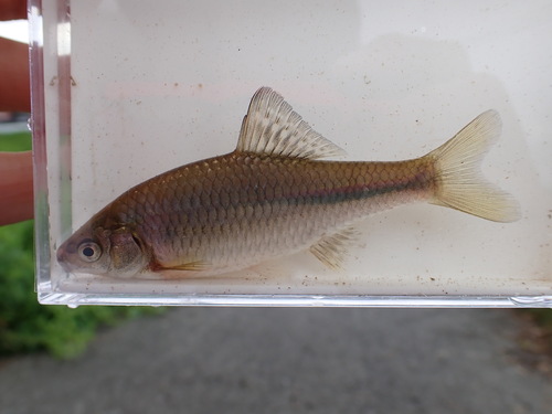Japanese bitterling (Acheilognathus melanogaster) — Cyprinidae — 3