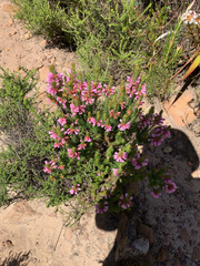 Erica abietina constantiana