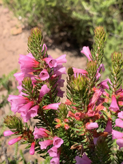 Erica abietina constantiana