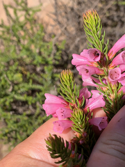 Erica abietina constantiana