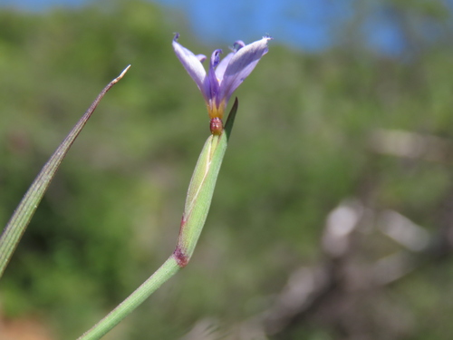 Sisyrinchium demissum, photograph 3