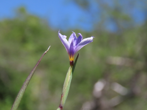 Sisyrinchium demissum, photograph 4