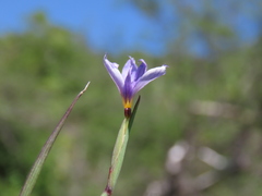 Sisyrinchium demissum, photograph (c) Abraham Sánchez Romero, some rights reserved (CC BY)