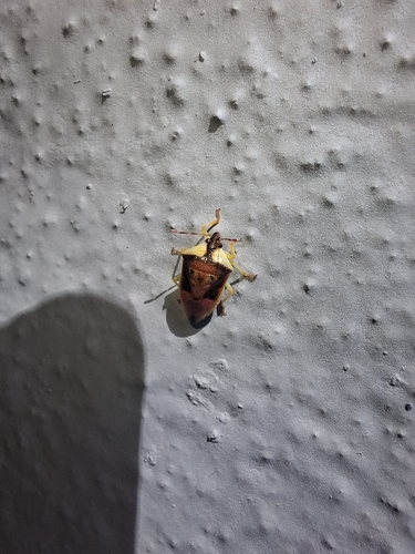 Tyrannocoris nigriceps