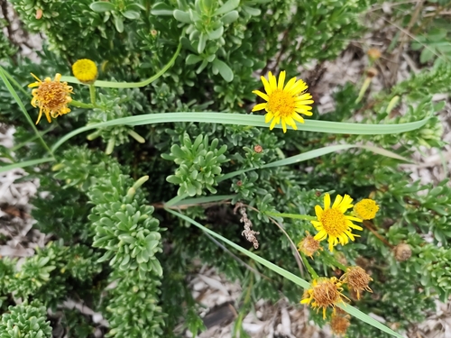 Golden Samphire (Limbarda crithmoides)