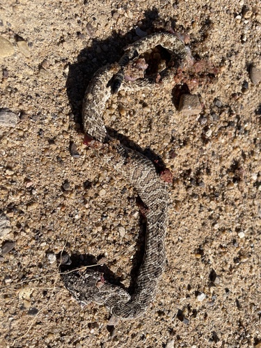 Prairie Rattlesnake