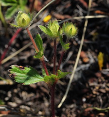 Potentilla stolonifera