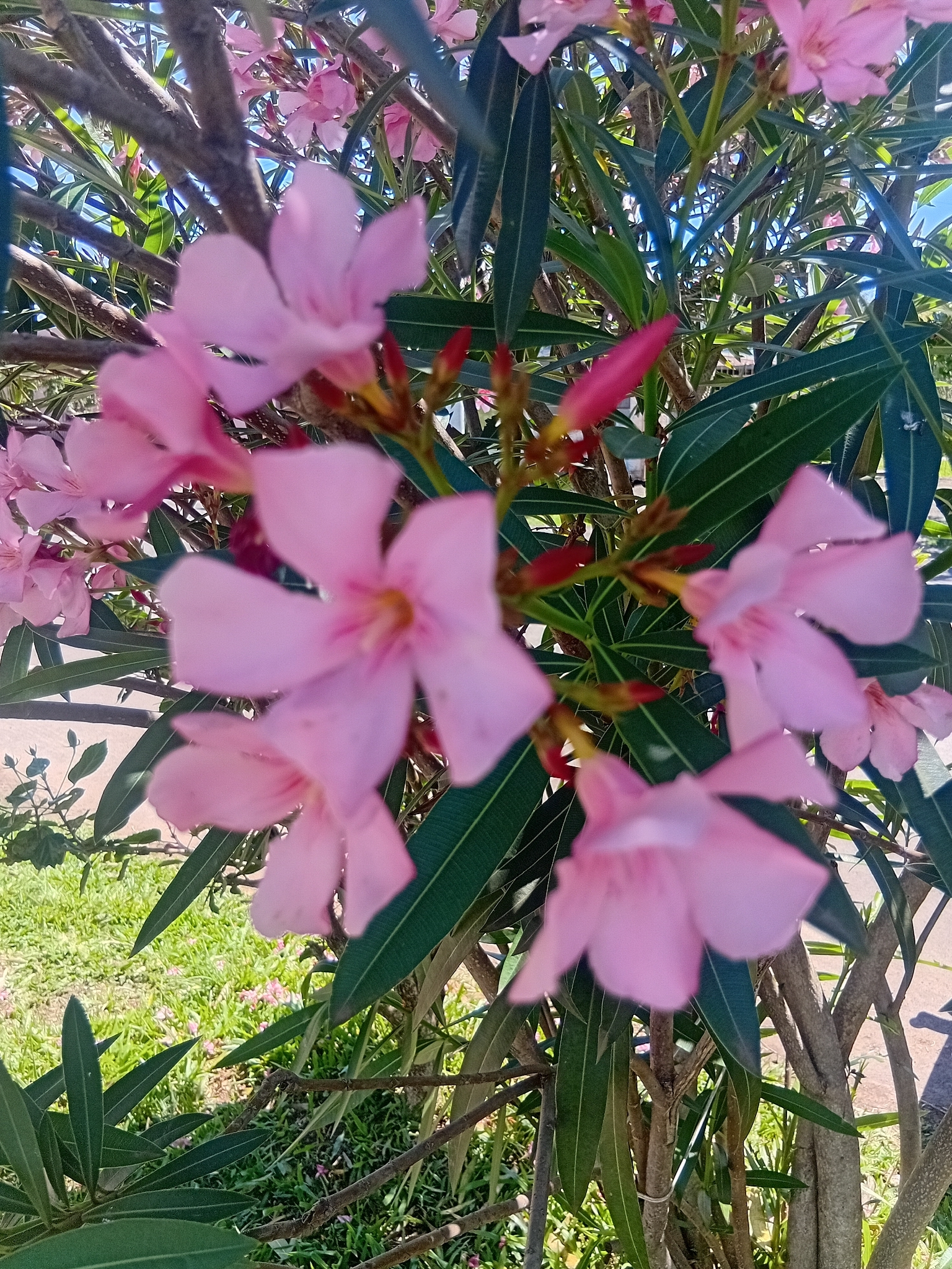 Nerium oleander