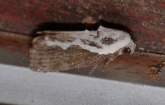 Tathothripa continua