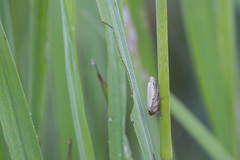 Handianus flavovarius