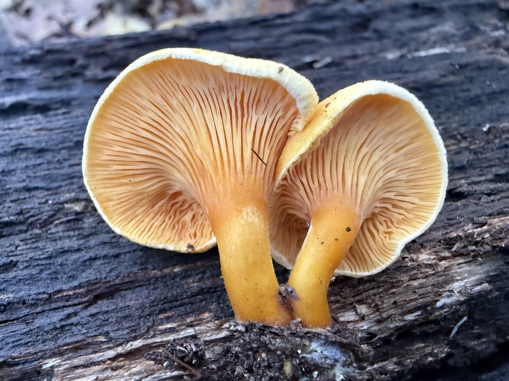 Hygrophoropsis aurantiaca · November 2025 · photo: © hillcraddock (iNaturalist, cc-by)
